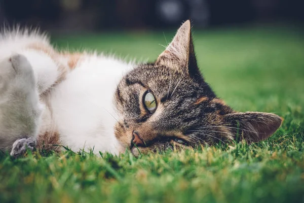 Feline princess relaxes in the grass and enjoys a relaxing lunch and warming sun. A domestic color cat with piercing green eyes squints into the camera and enjoys her rest on her back.