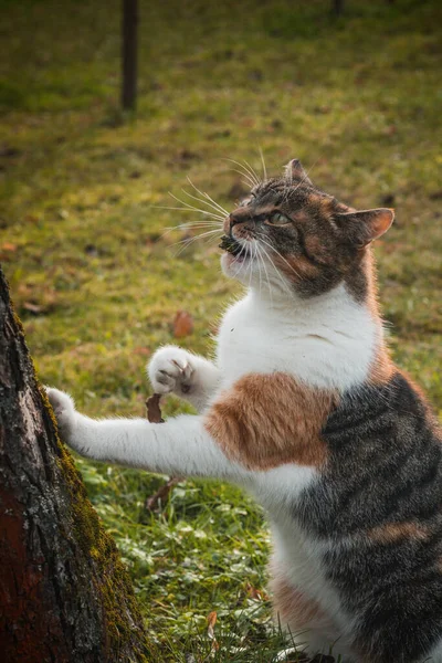 Domestic cat grinds its claws against the bark of a tree and prepares its dangerous claws to protect its territory and catch possible prey.