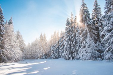 Lys dağlarının, Beskydy dağlarının, Çek Cumhuriyeti 'nin çevresinde nefes kesici bir kış masalı. Sabah güneşi karlı ormanı ve çayırı aydınlatıyor. Sisin içinden ışınları geçiyor..