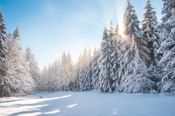 Εκπληκτικό Χειμερινό Παραμύθι Στο Περιβάλλον Των Βουνών Lys Beskydy Βουνά — Φωτογραφία Αρχείου