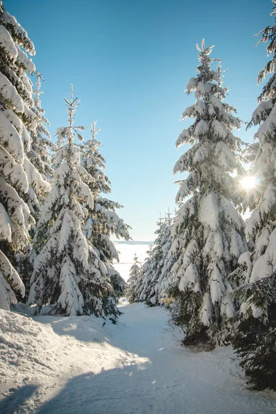 Spaziergang Durch Ein Naturschutzgebiet Während Der Wintersaison Bei Sonnenaufgang Den — Stockfoto