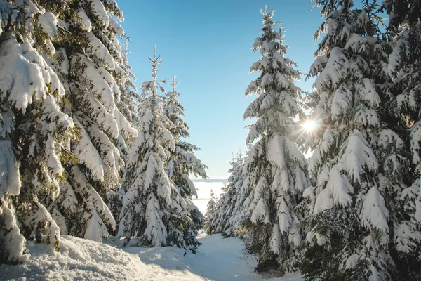 位于捷克共和国别斯基底山脉的一座自然保护区的云杉树 日出时分在雪堤下 映入眼帘的金色阳光照亮了树木的白帽 — 图库照片