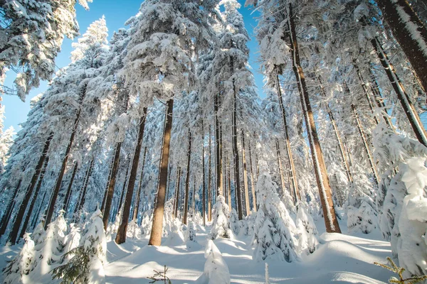Fichten Einem Naturschutzgebiet Unter Einer Schneebank Bei Sonnenaufgang Den Beskiden — Stockfoto