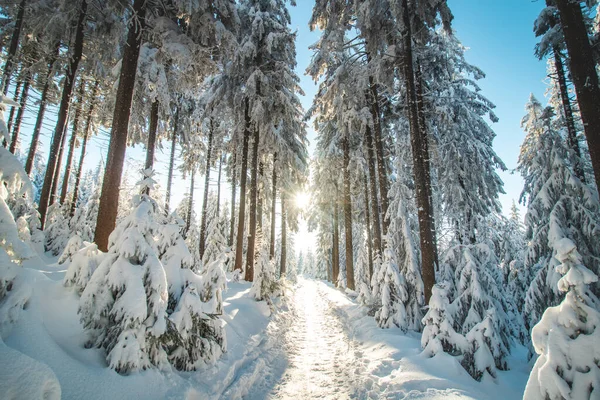 Walk through a nature reserve during the winter season at sunrise in Beskydy mountains, Czech republic. Breathtaking view of the golden rays of the sun illuminating the footpath.
