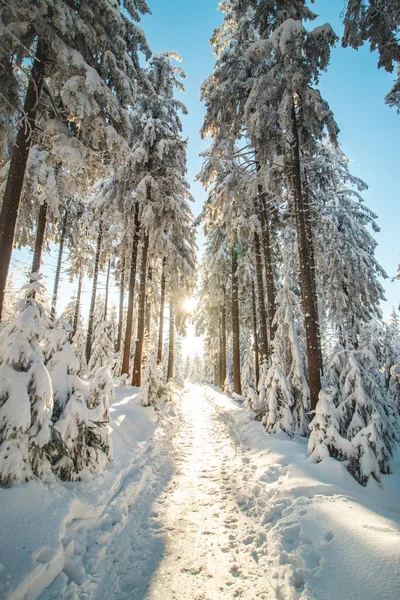 stock image Walk through a nature reserve during the winter season at sunrise in Beskydy mountains, Czech republic. Breathtaking view of the golden rays of the sun illuminating the footpath.