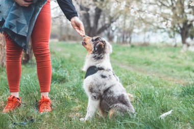 Hislerini ve duygularını bakışlarıyla ifade eden Avustralyalı bir çoban köpeğinin eşsiz portresi. Kiraz ağacının altında oturan neşeli bir çocuk ebeveynlerini dinliyor..