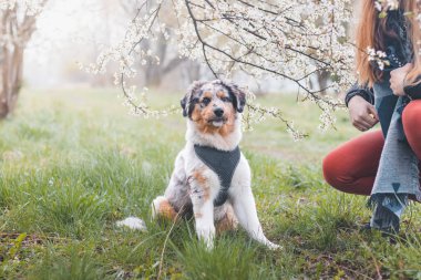 Hislerini ve duygularını bakışlarıyla ifade eden Avustralyalı bir çoban köpeğinin eşsiz portresi. Kiraz ağacının altında oturan neşeli bir çocuk ebeveynlerini dinliyor..