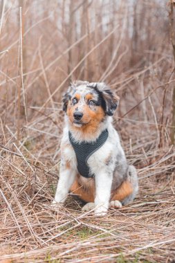 Hislerini ve duygularını bakışlarıyla ifade eden Avustralyalı bir çoban köpeğinin eşsiz portresi. Sazlıkta oturan neşeli bir çocuk ebeveynlerini dinliyor..