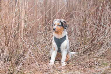 Hislerini ve duygularını bakışlarıyla ifade eden Avustralyalı bir çoban köpeğinin eşsiz portresi. Sazlıkta oturan neşeli bir çocuk ebeveynlerini dinliyor..