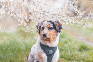 Renkli, yaramaz Avustralya çoban köpeği romantik bir bahar sabahı kiraz çiçeği ağacının altında oturuyor. Çılgın gözlü, neşeli bir köpek..