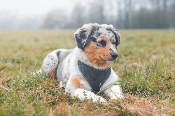 Australian Shepherd Puppy Lying Field Grass Looking His Owner Can — Stock Photo, Image