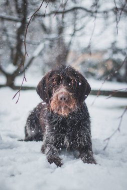 Kardan adama benzeyen bohem, sivri dilli, griffon köpeği karda oturuyor. Köpek, ağzı ve etrafını karla kaplı olan bıyıklarını yalıyor..