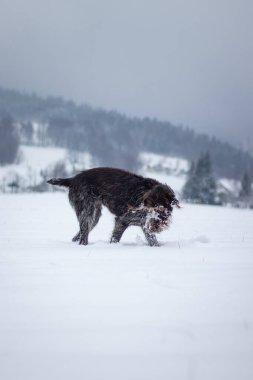 Bohem, soğuk ve karlı tarlalarda neşe ve coşkuyla koşan sivri dilli griffon köpeği. Çekici. Koku izleri bulunuyor.