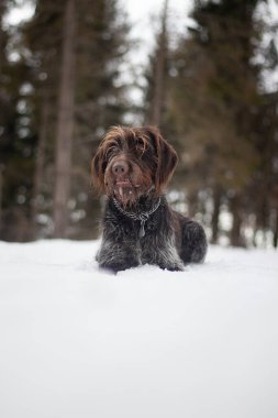 Ağzı karla kaplıyken karda dinlenen bohem bir griffon köpeğinin yakın plan fotoğrafı. Köpeğin yüzündeki mutluluk ve neşe yayılıyor. Vahşilik ve avcılık.