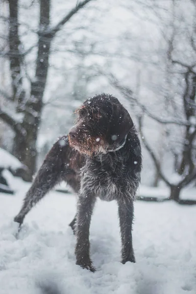 Bohemian Wirehaired Pointing Griffon Dog Running Frozen Snowy Fields Joy — Stock Photo, Image