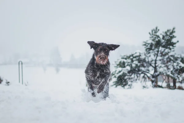 보헤미안 열정적 강아지와 얼어붙은 들판을 뛰어가는 머리의 똥싸기 흔적을 — 스톡 사진