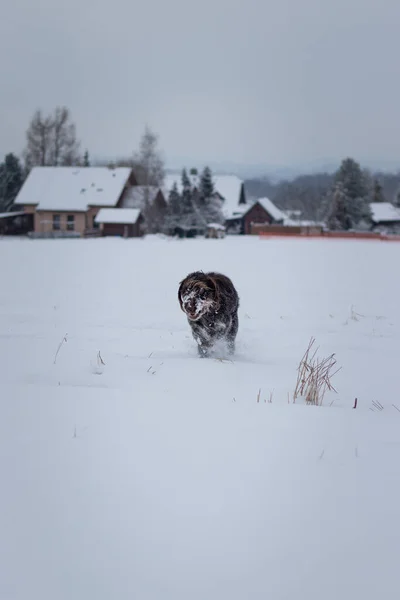 Bohemian Cabellera Apuntando Perro Grifo Corriendo Través Campos Congelados Nevados —  Fotos de Stock
