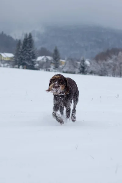 Bohemian Cabellera Apuntando Perro Grifo Corriendo Través Campos Congelados Nevados — Foto de Stock