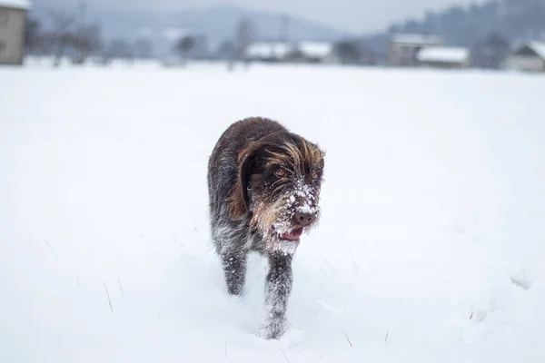 Bohemian Drahthaarigen Zeigefinger Hund Läuft Durch Gefrorene Und Verschneite Felder — Stockfoto