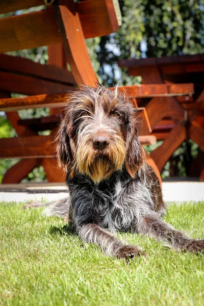 Boheemse Bedrade Wijzende Griffioen Hond Ontspant Tuin Een Zonnige Dag — Stockfoto