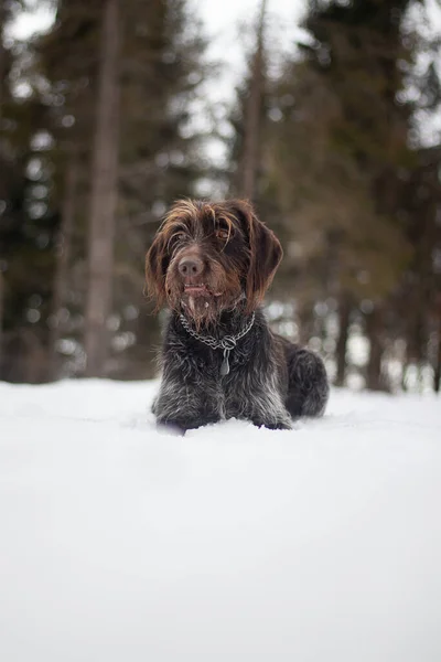 Close-up of a Bohemian wirehaired pointing griffon dog resting in the snow with snow all over his muzzle. The joy and happiness from the dog\'s expression just radiate. Wildness and hunting.