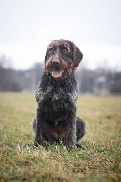Bohemian Wirehaired Pointing Griffon Dog Sitting Field Smiling Face Listening — Stock Photo, Image