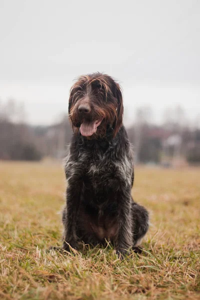 Bohemian Wirehaired Pointing Griffon Dog Sitting Field Smiling Face Listening — Stock Photo, Image