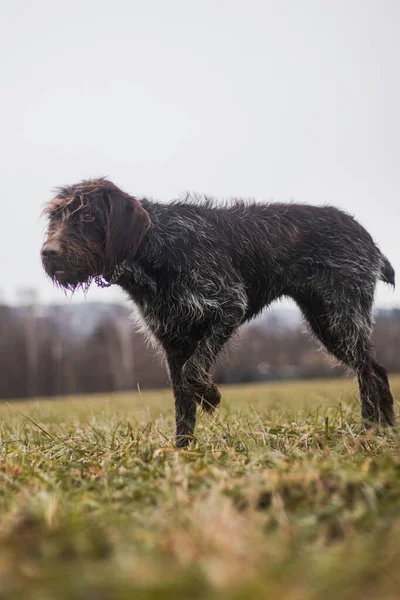 Boheemse Draadharige Wijzende Griffioen Hond Gevangen Zijn Jachtinstinct Bereid Voor — Stockfoto
