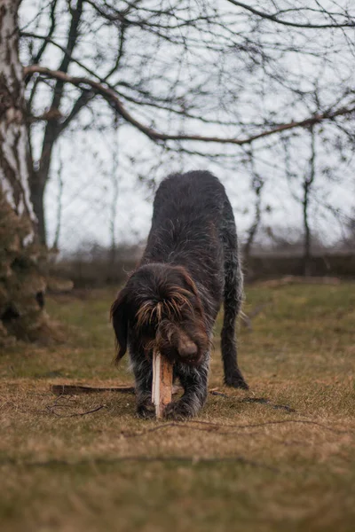 Böhmiska Wirehaired Pekar Griffon Hund Leker Med Trä Logg Och — Stockfoto