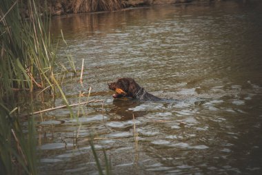 Bohem ve sivri dilli bir köpek ağzında oyuncakla pis bir gölde yüzüyor. Havuza balon atmak..