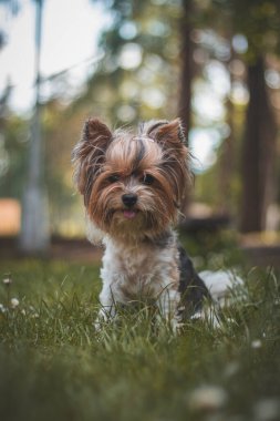 Dilini çimlerin ve çiçeklerin arasına sokmuş Biewer Teriyeri 'nin portresi. Doğanın tadını çıkaran dört ayaklı evcil hayvanın kutlu olsun. Evcil hayvan ve insan arasındaki aşk.