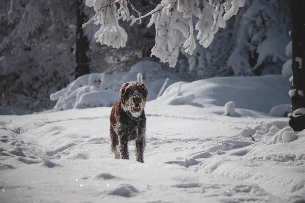 Чешский Проволочный Грифон Бежит Снежному Ландшафту Между Деревьями Зимой Наслаждается — стоковое фото