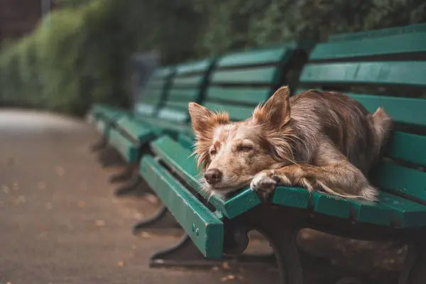 Tired four-legged pet is resting on a green bench with his head between the tapas, waiting for his owner. A tired red dog on a green wooden bench.
