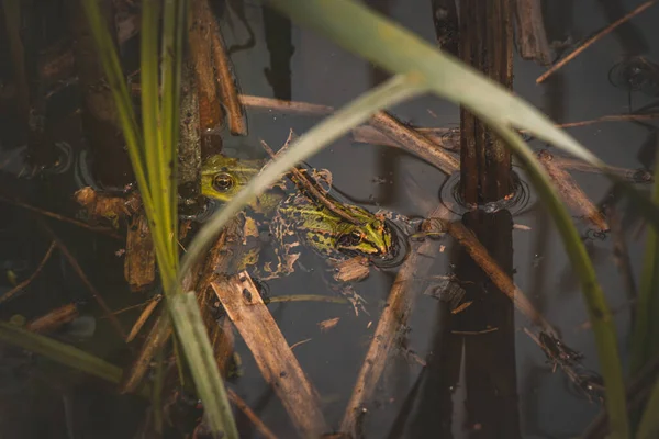 Close Green Toad Bufotes Viridis Roosting Wetlands Grass Needles Brown — Stock Photo, Image