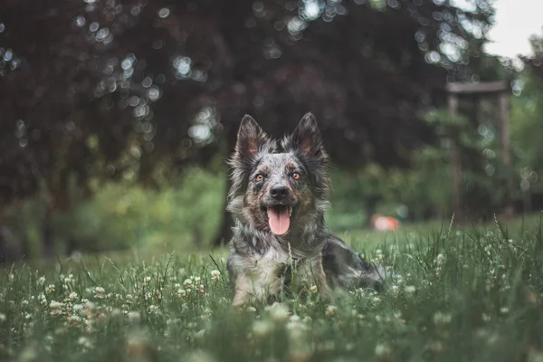 一只短发狼犬的画像躺在草地上 花朵盛开 舌头伸出 快乐而微笑的狗对自己的生活感到满意 四条腿的宠物 — 图库照片