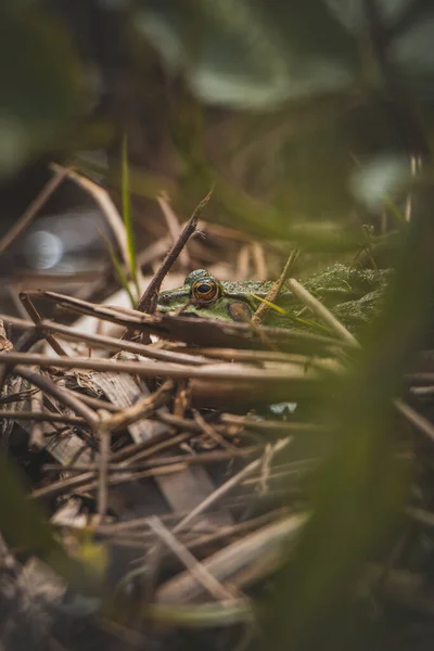 一只绿色蟾蜍的特写镜头 在草丛和褐色眼睛的针叶之间的湿地中 山楂的成本 大自然的美丽之处 — 图库照片