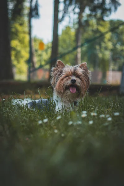 Retrato Biewer Terrier Acostado Con Lengua Hierba Las Flores Feliz — Foto de Stock