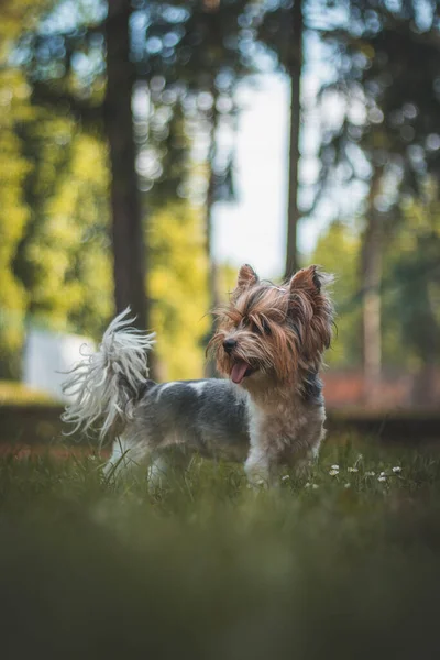 Retrato Biewer Terrier Con Lengua Hierba Las Flores Feliz Mascota — Foto de Stock