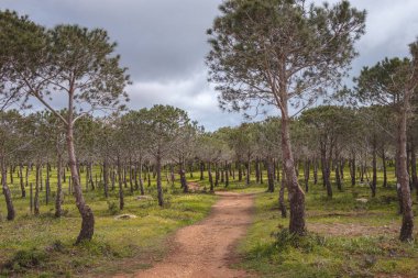 Portekiz 'in güneyindeki Algarve bölgesinde Luz yakınlarındaki Atalaia Tepesi' nin tepesinde meyve bahçesi..