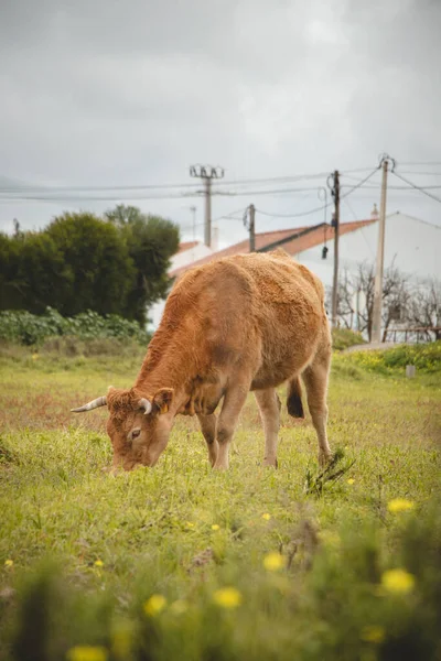 Rebanho Vacas Sudoeste Portugal Goza Liberdade Circulação Erva Fresca Exploração — Fotografia de Stock