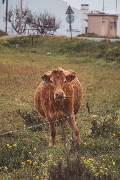 Vache Souriante Broutant Sur Une Prairie Verte Profitant Herbe Sans — Photo