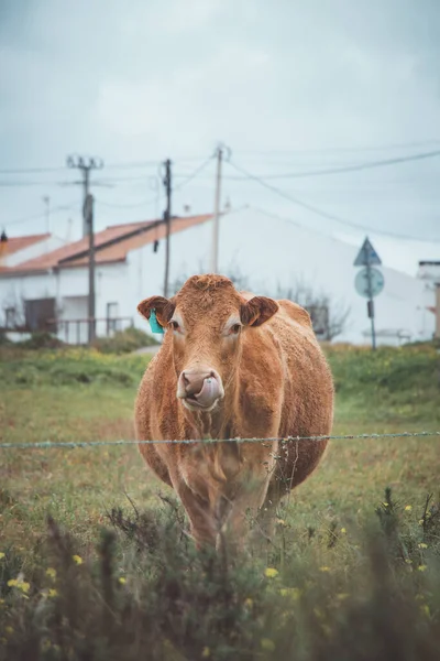 Vaca Sorridente Pastando Prado Verde Curtindo Grama Sem Preocupações Quinta — Fotografia de Stock