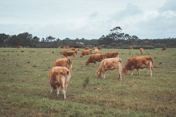 Herd of cows in southwest Portugal enjoy freedom of movement and fresh grass. Organic cattle farm.
