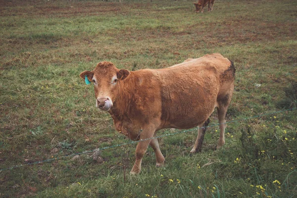 Vaca Sonriente Pastando Prado Verde Disfrutando Hierba Sin Preocupaciones Granja — Foto de Stock