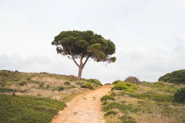 stock image Dirt road through a typical dry Portuguese forest in the southwest of the country. Sandy ground trying to find a drop of water. Wandering of Fisherman Trail.