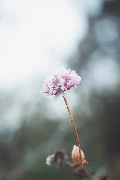 Rare Pink Armeria Pungens Southwest Portugal Detail Spiny Thrift Its — Stock Photo, Image