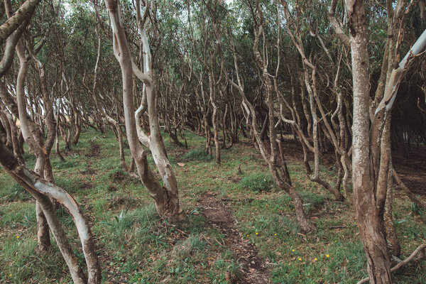Forest full of cork oaks in the southwestern part of Portugal, on the coast with the Atlantic Ocean. Wandering around the Rota Vicentina. The green flora of the Algarve region.