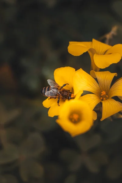 Fleißige Bienenvölker Sammeln Lebenswichtigen Nektar Honig Und Die Notwendigen Nährstoffe — Stockfoto