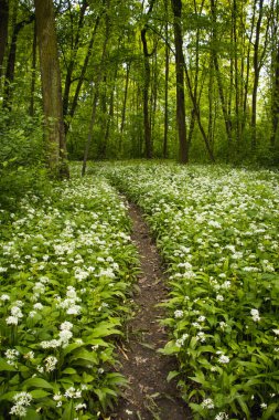 İlkbahar aylarında çiçek açan beyaz ayı sarımsağı, Allium ursinum ile kaplı bir orman. Beyaz çiçekler ormana doğaüstü bir hava katar..