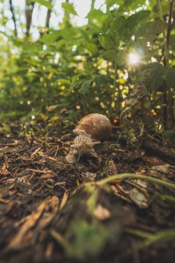 İlkbahar aylarında çiçek açan beyaz ayı sarımsağı, Allium ursinum ile kaplı bir orman. Beyaz çiçekler ormana doğaüstü bir hava katar..